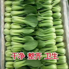 现摘新鲜蔬菜上海青小油菜农家自种蔬菜类小青菜绿叶菜小白菜 实惠装3斤